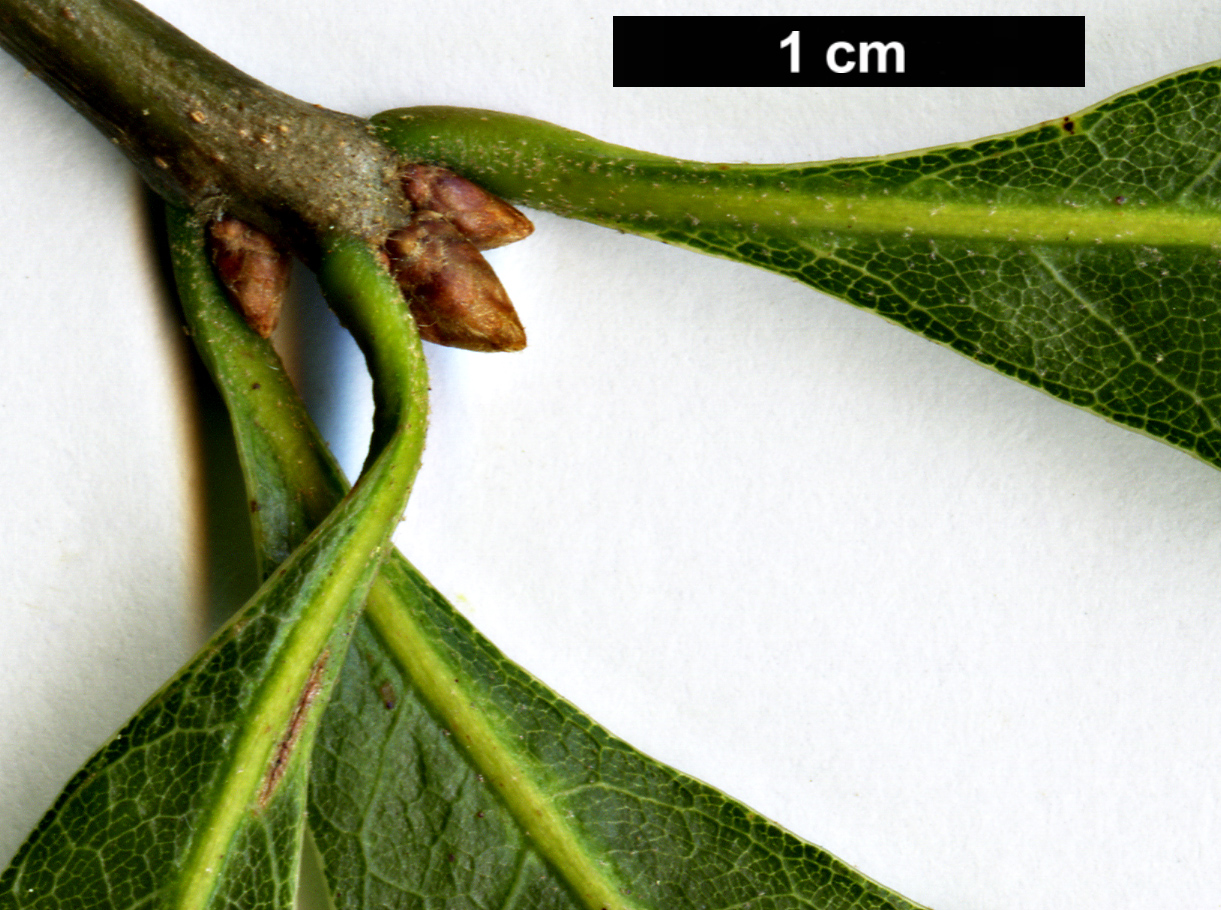 High resolution image: Family: Fagaceae - Genus: Quercus - Taxon: georgiana × Q.nigra